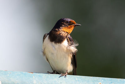 Barn swallow - hirundo rustica perching close-up