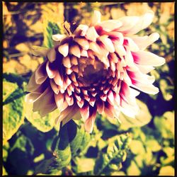 Close-up of flower