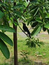 Bird perching on a plant