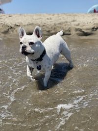 Dog on beach