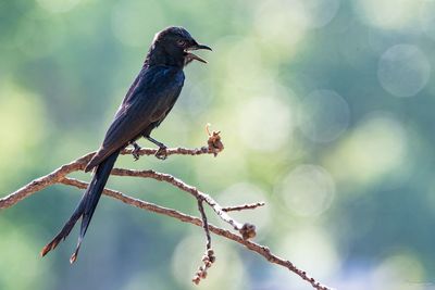 Close-up of drongo perching on tree during sunny day