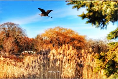 Low angle view of bird flying in the sky