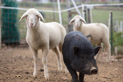Piglet and lambs standing at farm