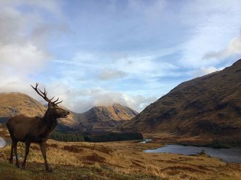 Deer on land against sky
