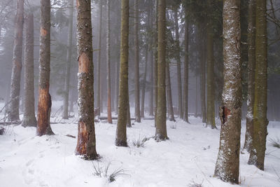 Trees on snow covered field in forest