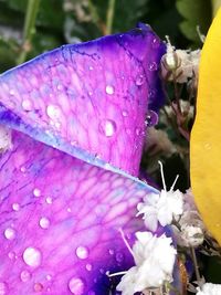 Close-up of insect on purple flower