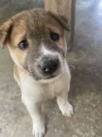 High angle portrait of puppy standing outdoors