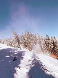 Snow covered land and trees against sky