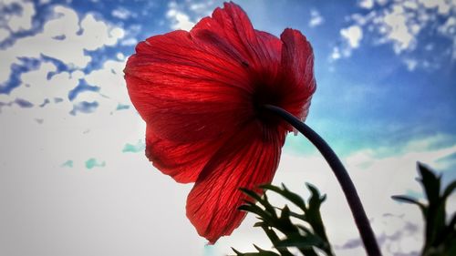 Low angle view of red hibiscus blooming against sky