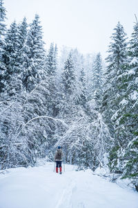 Man skiing between tall snow covered pines in a nordic forest