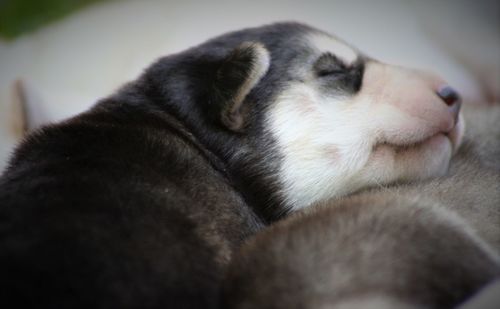 Close-up of cat sleeping