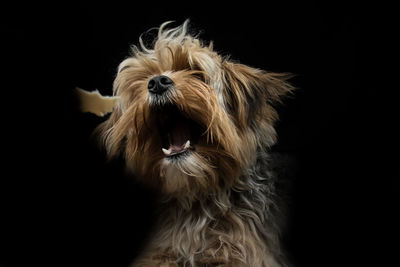 Close-up of a dog over black background