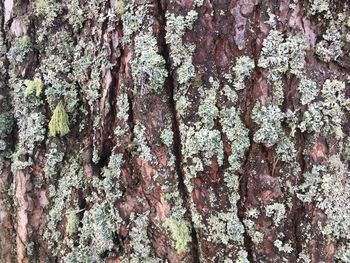 Full frame shot of tree trunk