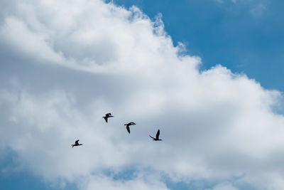 Low angle view of birds flying in sky