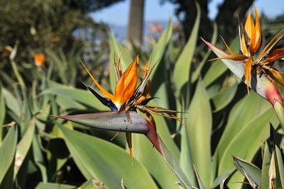 Close-up of butterfly on plant
