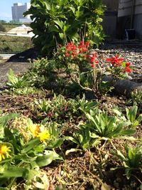 Close-up of plants growing in greenhouse