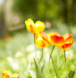 Close-up of tulips growing on field