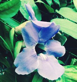 Close-up of flower blooming outdoors