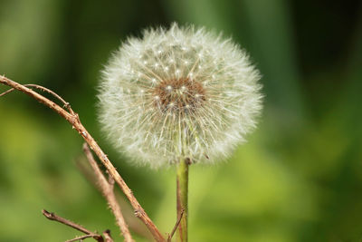 Close-up of dandelion flower