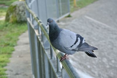 Close-up of bird