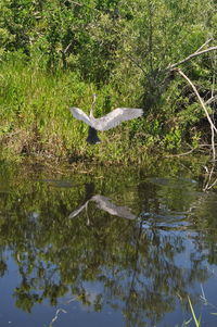 View of bird in lake