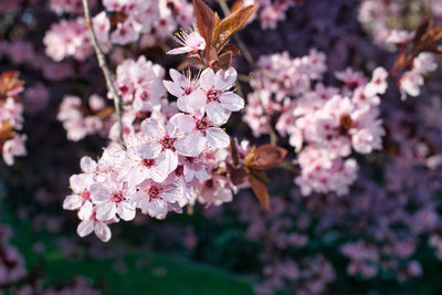 Close-up of pink cherry blossoms