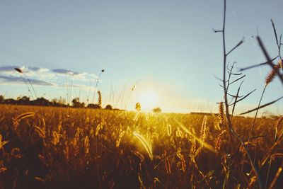 Close-up of wheat field against clear sky