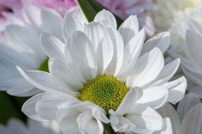 Close-up of white daisy flowers