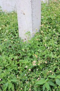 High angle view of plants growing on field