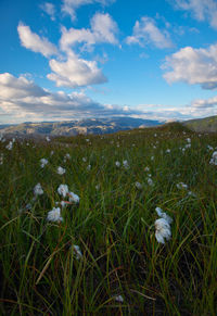 Scenic view of grassy field against sky