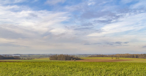 Scenic view of agricultural field against sky