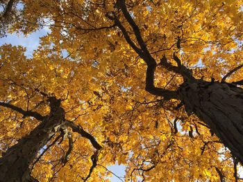 Low angle view of trees