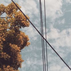 Low angle view of trees against sky