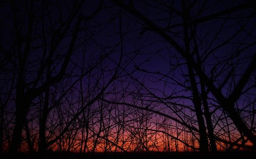 Low angle view of silhouette bare trees against sky at night