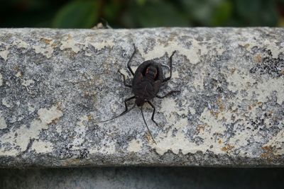 Close-up of insect