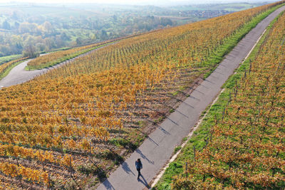 High angle view of vineyard