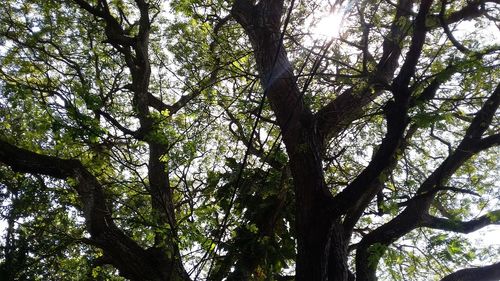 Low angle view of trees in forest against sky