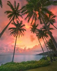 Palm trees by sea against sky during sunset