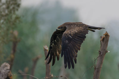 Close-up of eagle flying against blurred background