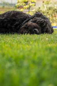 Close-up of a dog