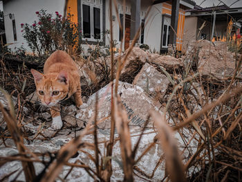 Portrait of a cat