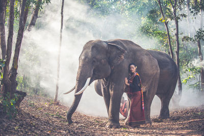 View of elephant in forest