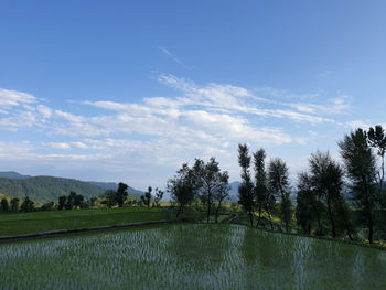 Scenic view of agricultural field against sky