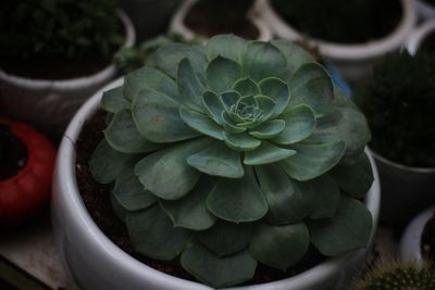 Close-up of succulent plant