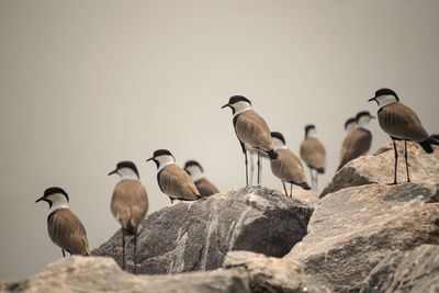 Low angle view of birds perching on rocks
