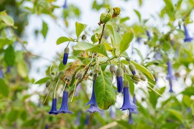 plant