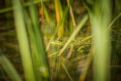 A beautiful common green water frog enjoying sunbathing in a natural habitat at the forest pond. 