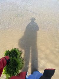 Low section of person on beach