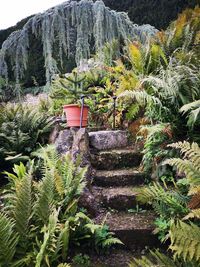 Potted plants on steps