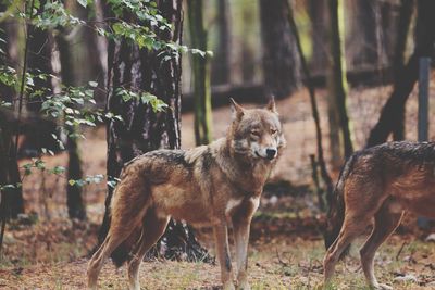 Wulf in a field